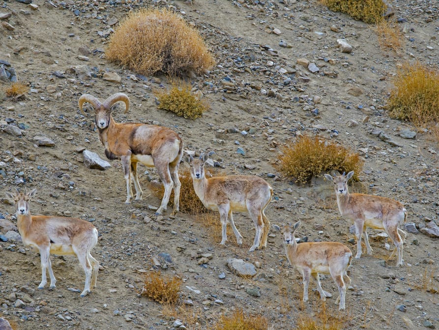 The Story of Humans, Ladakh Urial, and their Kin | RoundGlass | Sustain The Story of Humans, Ladakh Urial, and their Kin | RoundGlass | Sustain