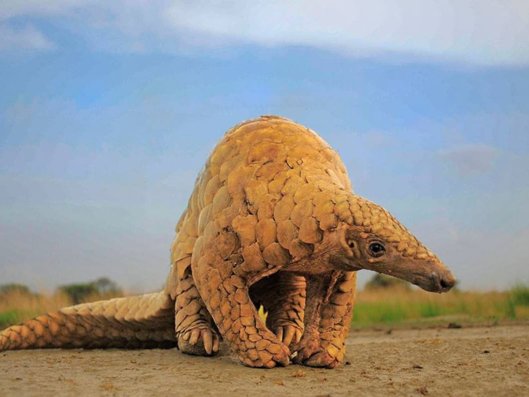 Pangolins at the Brink of Extinction | RoundGlass | Sustain Pangolins at the Brink of Extinction | RoundGlass | Sustain