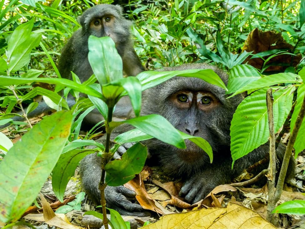 The Nicobar Long-tailed Macaques I RoundGlass I Sustain The Nicobar Long-tailed Macaques I RoundGlass I Sustain