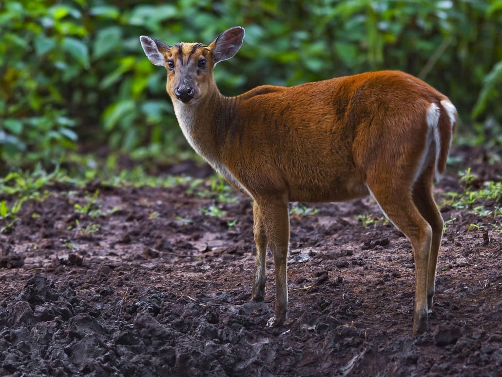 Barking Deer or Indian Muntjac: The Solitary Reaper | RoundGlass Sustain Barking Deer or Indian Muntjac: The Solitary Reaper | RoundGlass Sustain