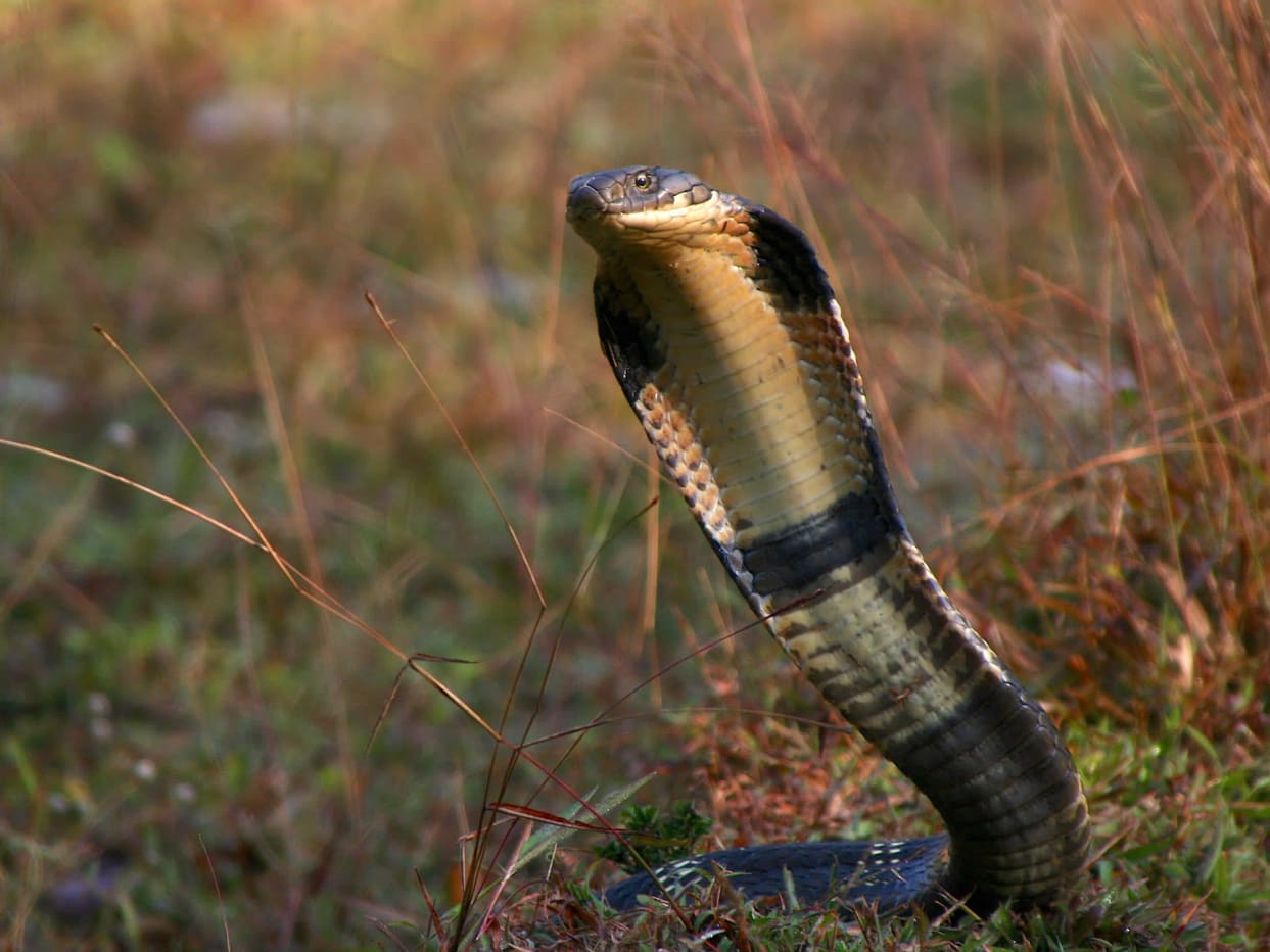 Why King Cobras Kill and Eat Their Own Kind I RoundGlass Sustain Why King Cobras Kill and Eat Their Own Kind I RoundGlass Sustain