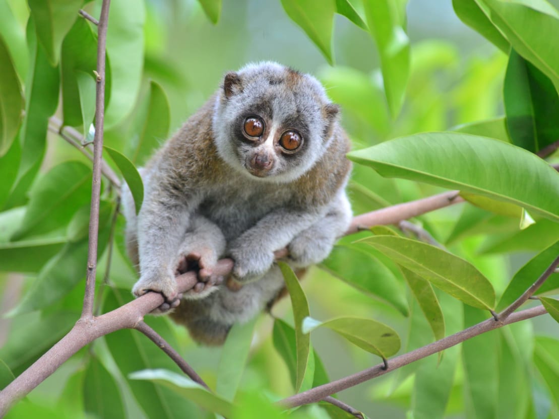 The Bengal Slow Loris: Disappearing Gently into That Good Night | RoundGlass Sustain The Bengal Slow Loris: Disappearing Gently into That Good Night | RoundGlass Sustain