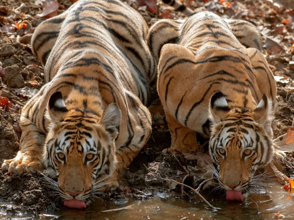 Five Chandrapur Tigers Make a Thermal Power Station their Home | RoundGlass Sustain Five Chandrapur Tigers Make a Thermal Power Station their Home | RoundGlass Sustain