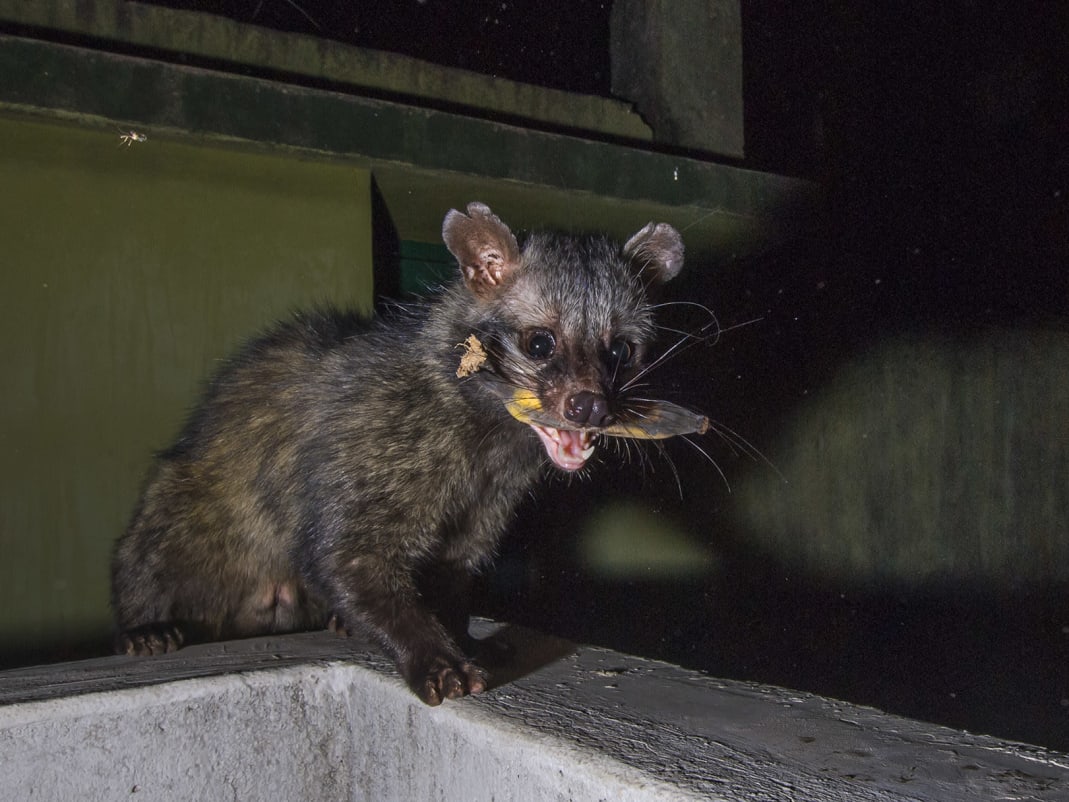 Unwelcome at Home: The Palm Civets of Kolkata | RoundGlass Sustain Unwelcome at Home: The Palm Civets of Kolkata | RoundGlass Sustain