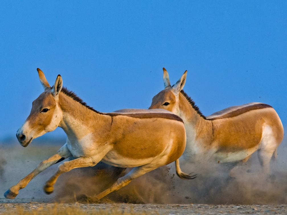 The Asiatic Wild Asses of Gujarat I RoundGlass Sustain The Asiatic Wild Asses of Gujarat I RoundGlass Sustain
