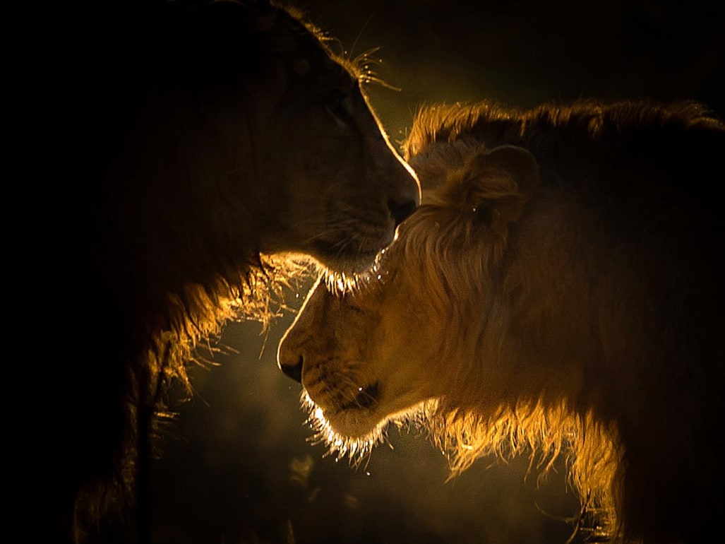 Alliances of Lions: Power and the Politics of Coalitions | RoundGlass Sustain Alliances of Lions: Power and the Politics of Coalitions | RoundGlass Sustain