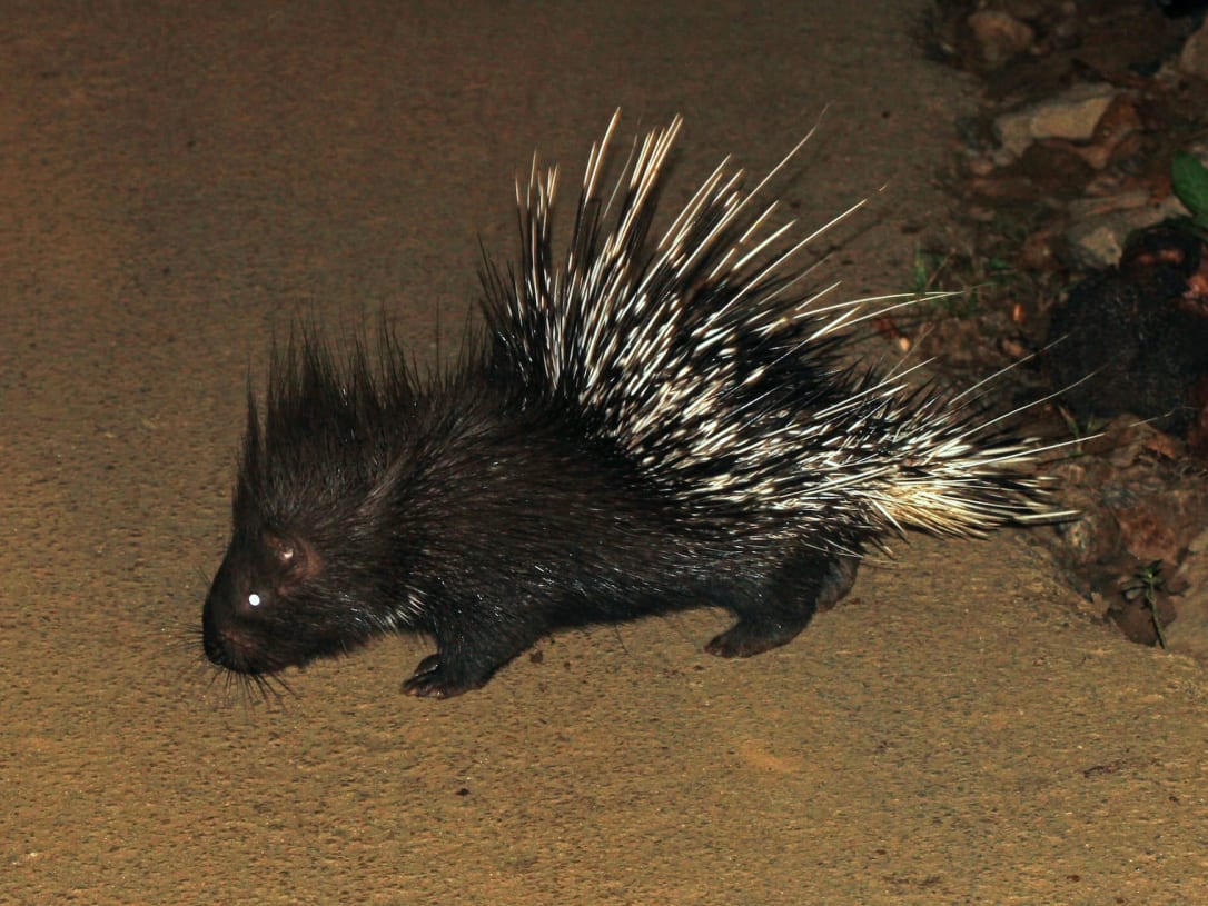 Delhi and Haryana's Aravallis Home to Rare Wildlife Delhi and Haryana's Aravallis Home to Rare Wildlife