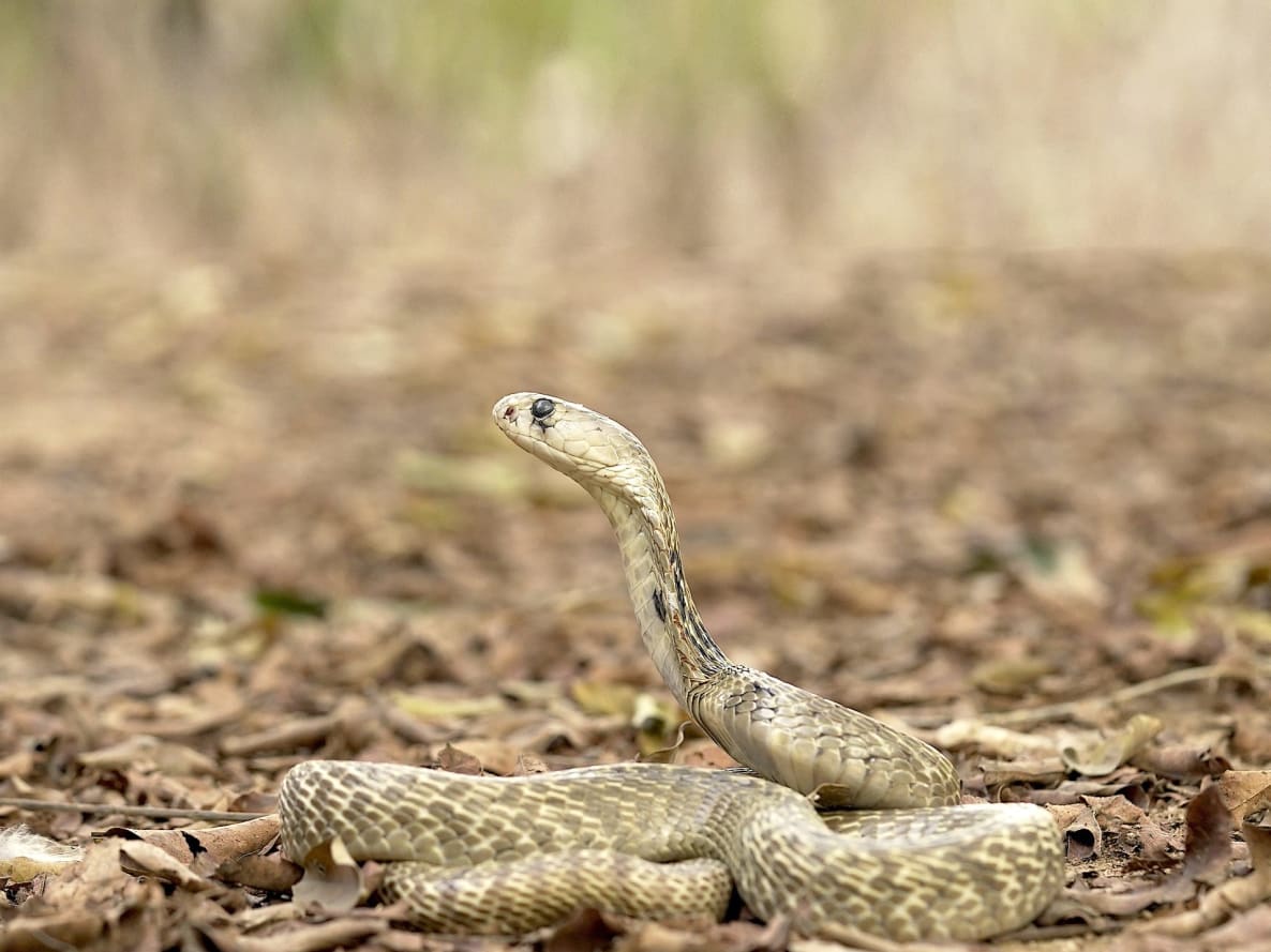 Snake mating in dream meaning hindu astrology