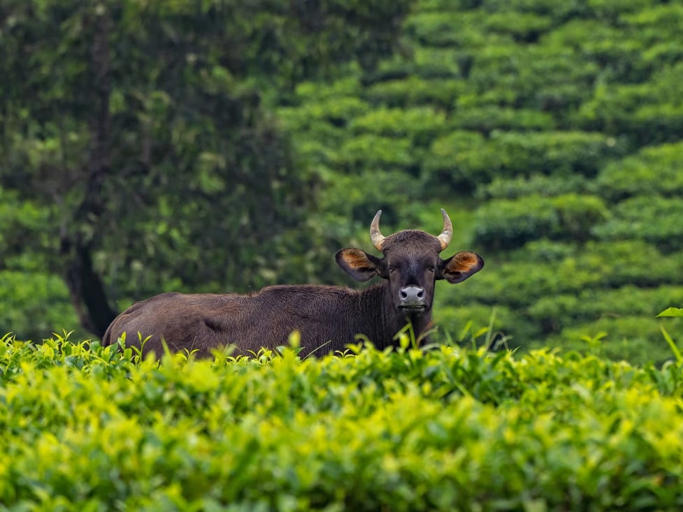 Gaur Shift Out of Forest Homes Gaur Shift Out of Forest Homes