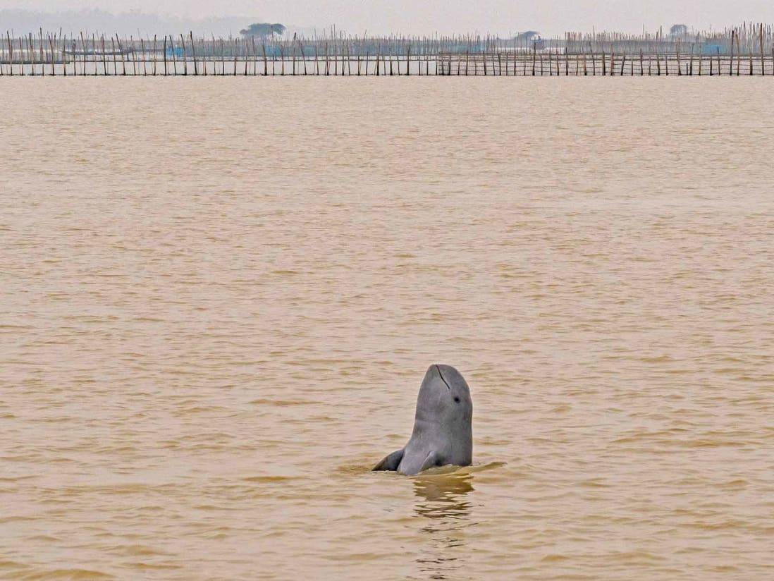 A Fine Balance: Irrawaddy Dolphins in Chilika Lake | RoundGlass ...