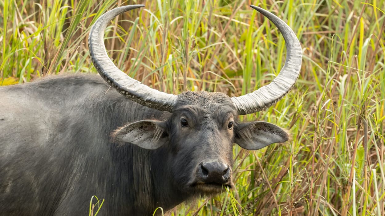 Fate of Wild Water Buffaloes now depends on 13-year-old surviving adult  female Asha - The Economic Times