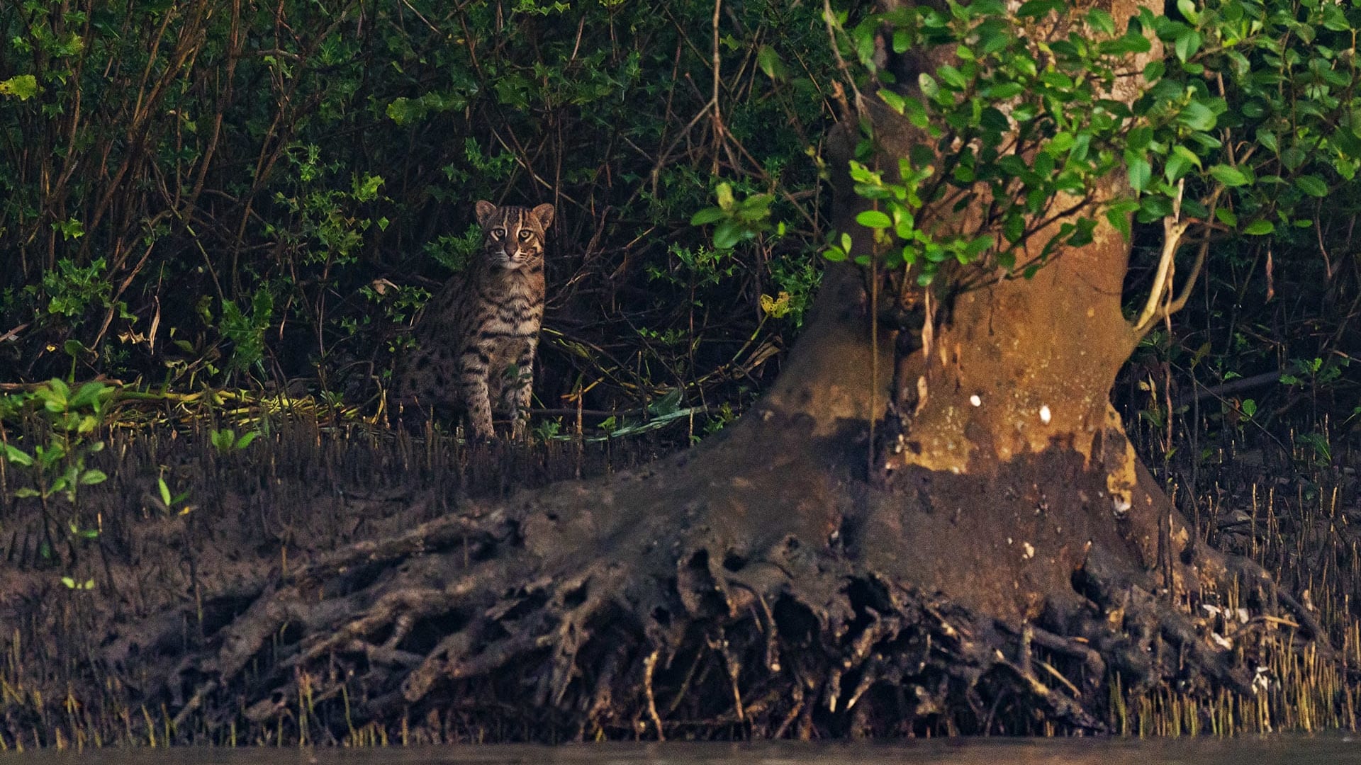 The fishing cat in Odisha faces the threat of shrinking marshlands, its habitat, but experts