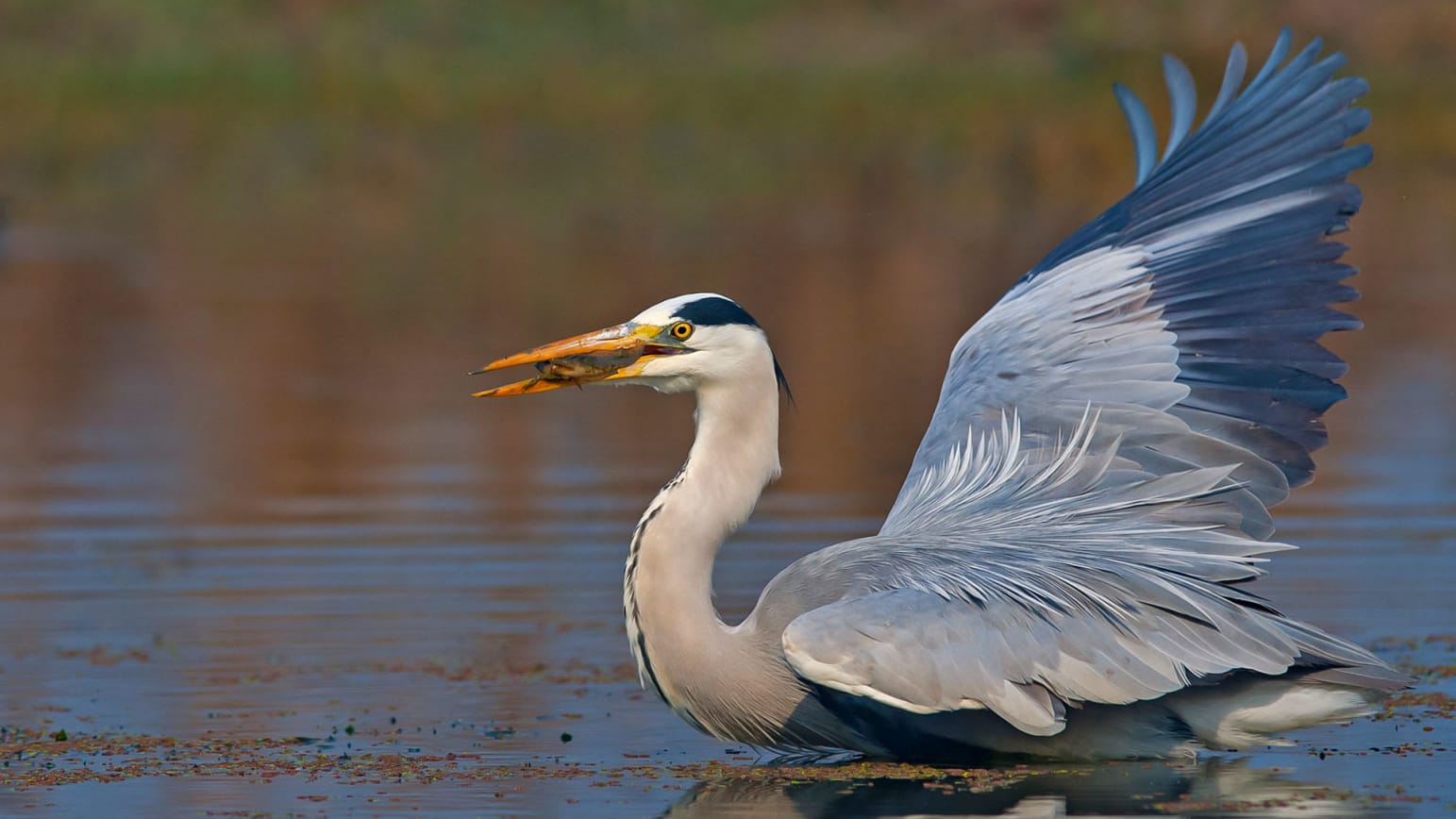 Big Herons: Those Grouchy old Fishermen | RoundGlass Sustain