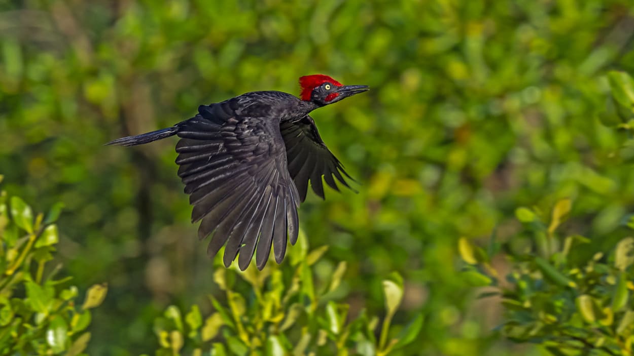 Threatened Endemic Birds of Andaman & Nicobar | RoundGlass Sustain Threatened Endemic Birds of Andaman & Nicobar | RoundGlass Sustain