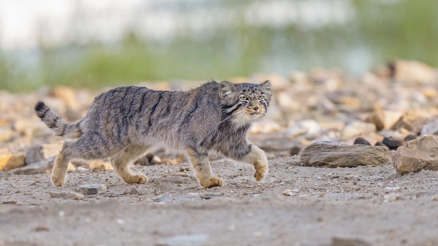 Evidence of Manul's Presence Found on Mount Everest