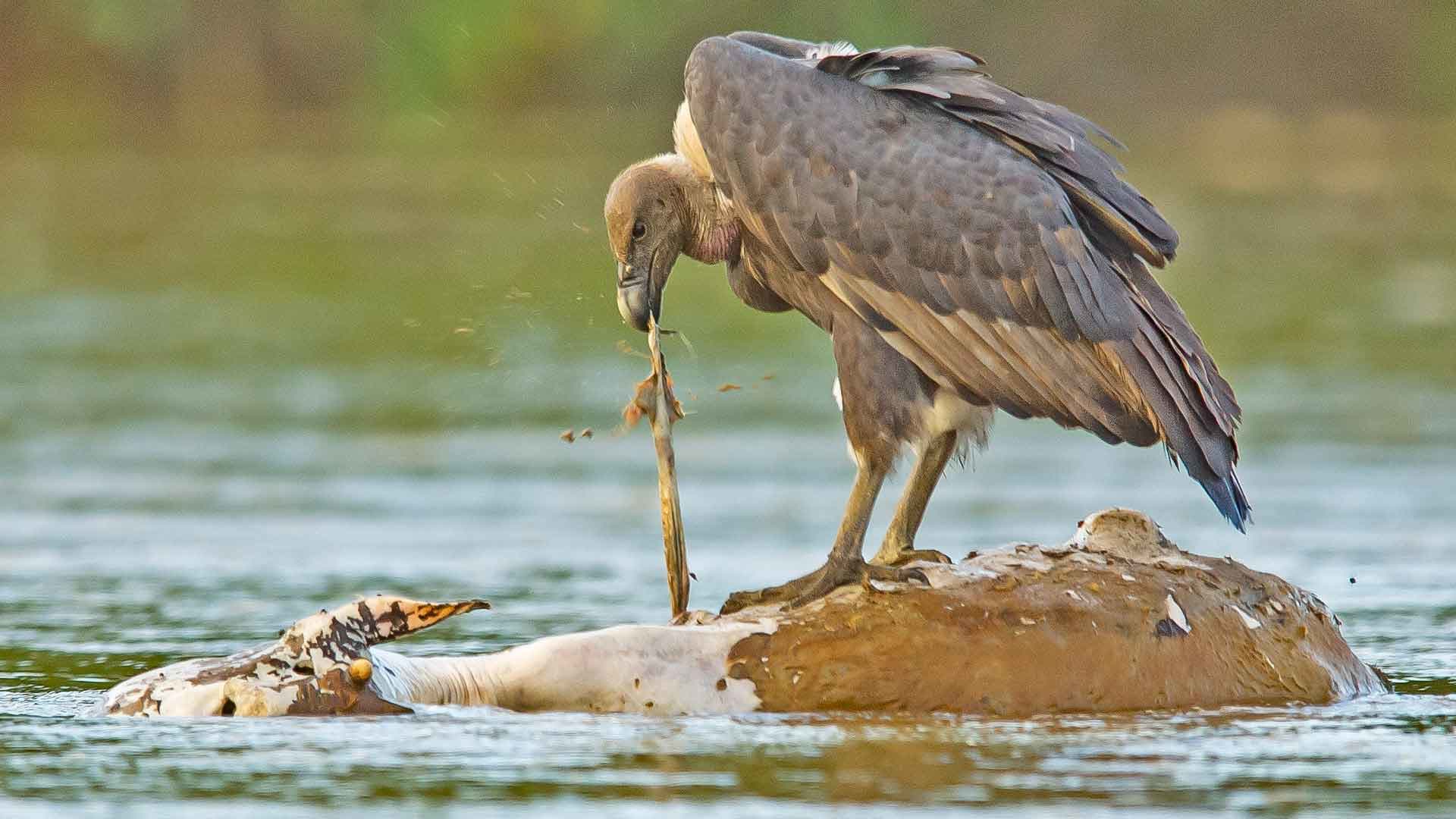 Fall of the House of Vultures (And How We Can Stop It) Biology Diagrams