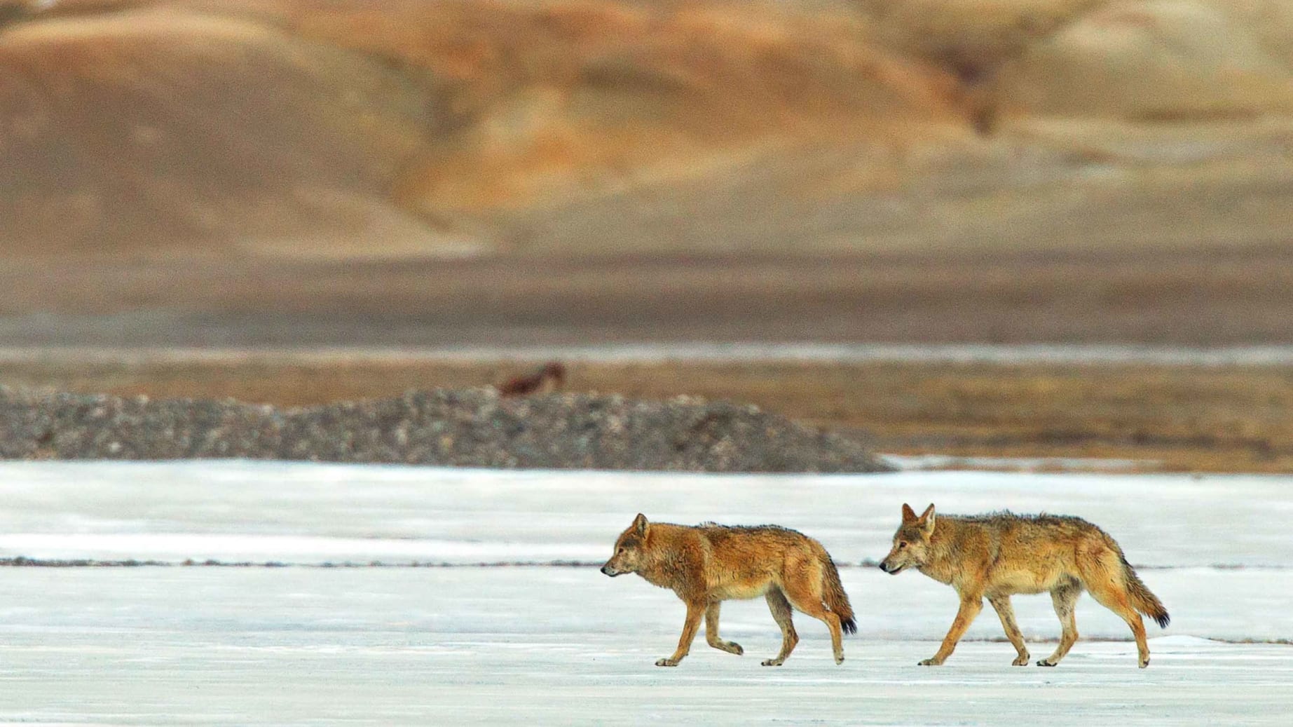Tibetan Wolves: Drifters of the Changthang | RoundGlass Sustain Tibetan Wolves: Drifters of the Changthang | RoundGlass Sustain