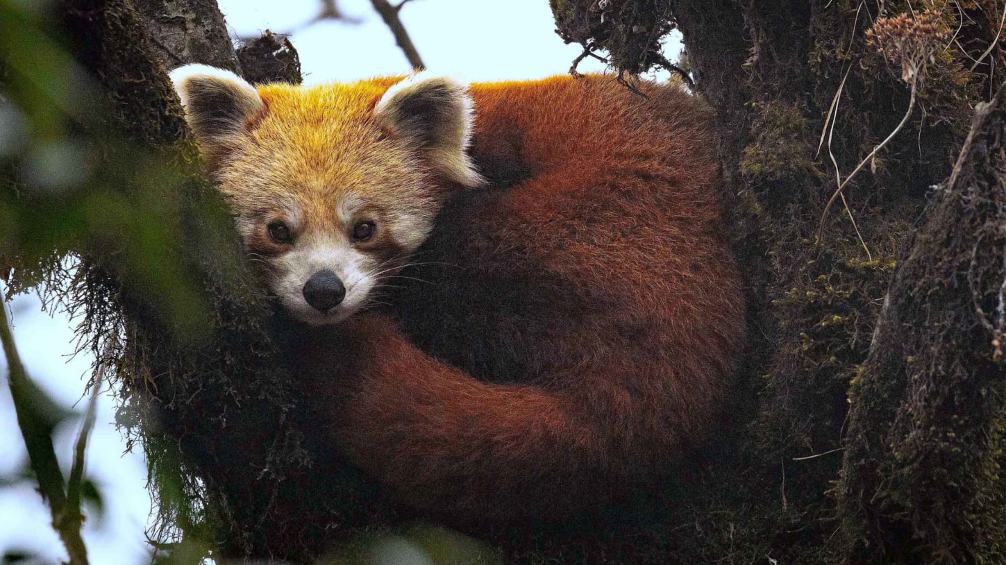 Encounters with the Red Panda, the Elusive Bear-Cat of the Himalayas | RoundGlass Sustain Encounters with the Red Panda, the Elusive Bear-Cat of the Himalayas | RoundGlass Sustain