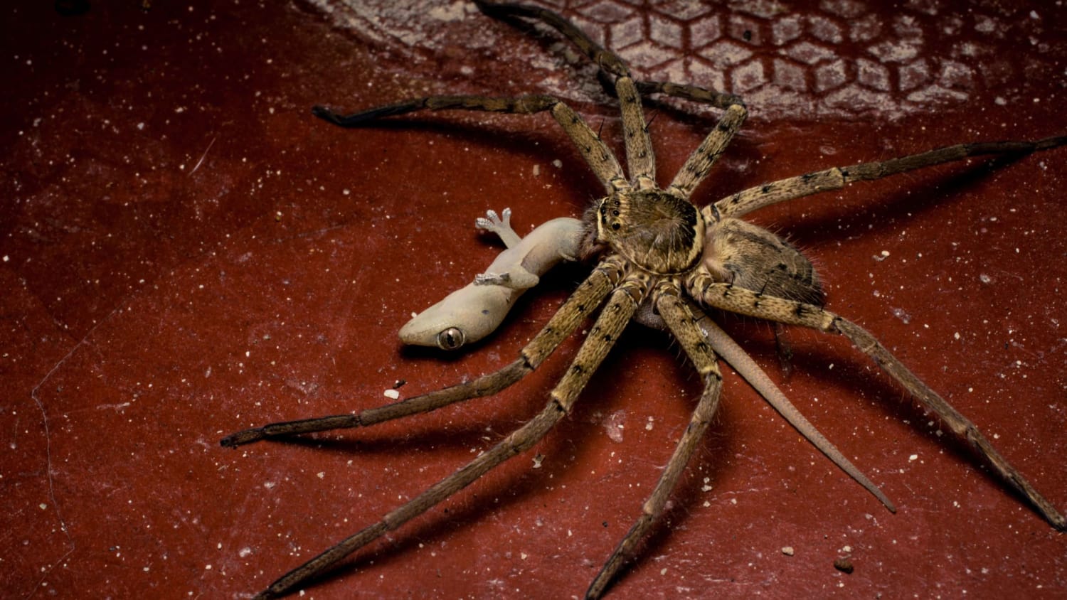 Giant huntsman spider: The largest spider by leg span