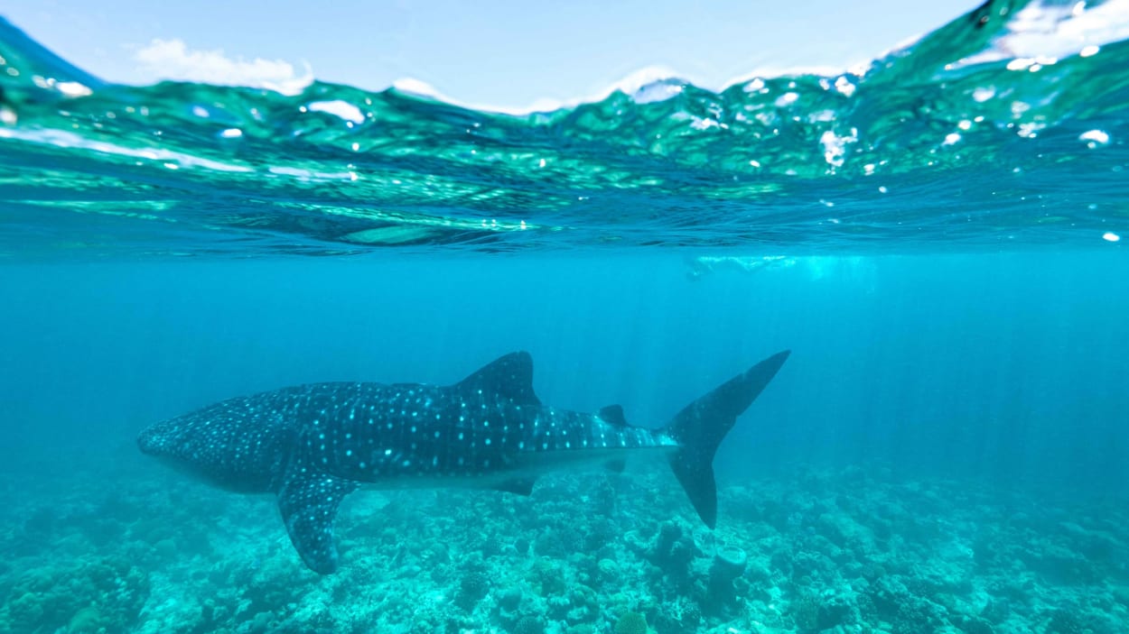On Saving Whale Sharks