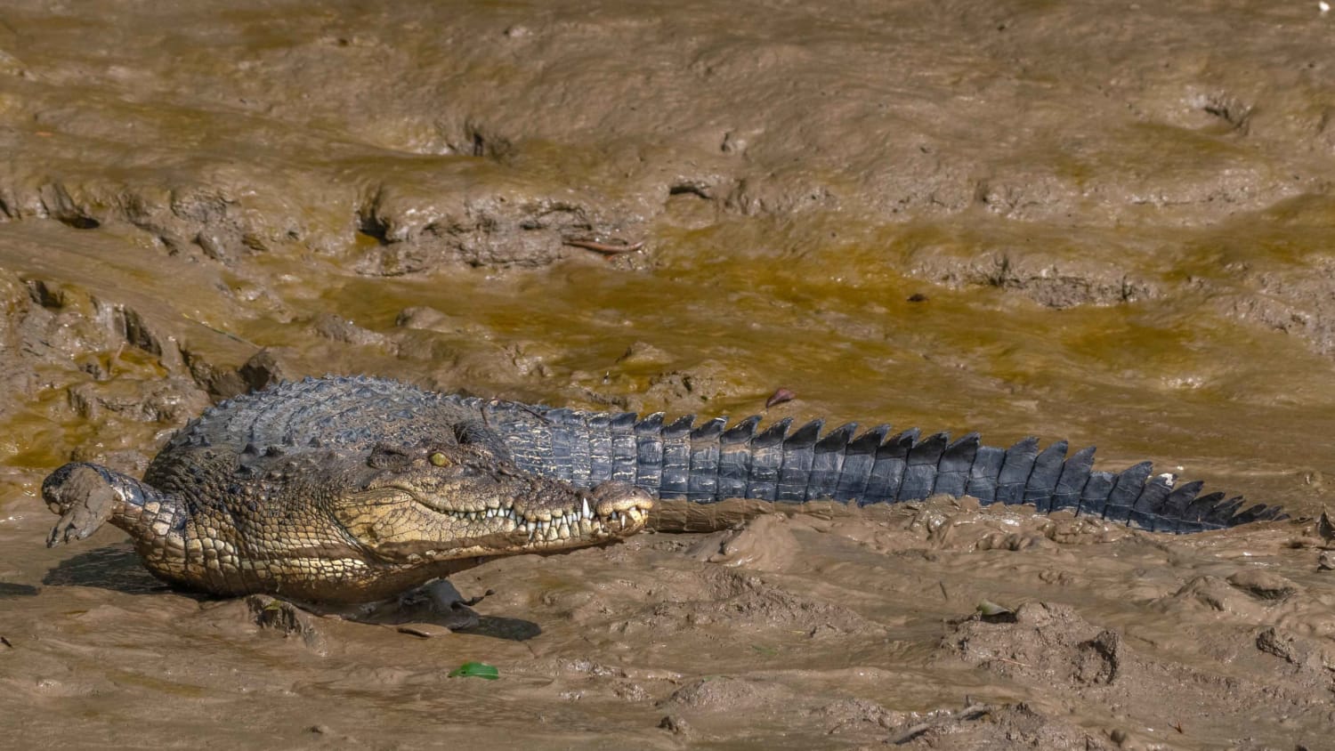 Back from the Brink: Saltwater Crocodiles in Bhitarkanika