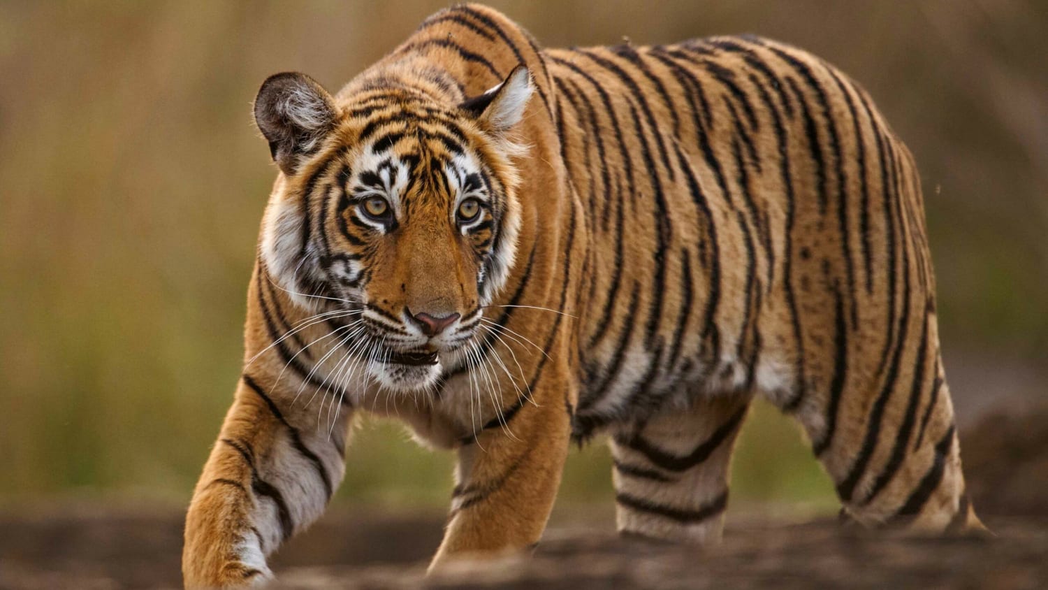 Male tiger raises 4 cubs after death of their mother tigress