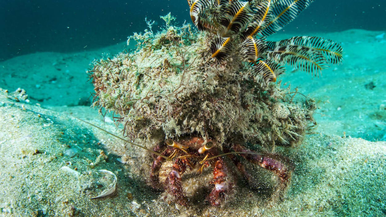 Giant barrel sponges are hijacking Florida's coral reefs