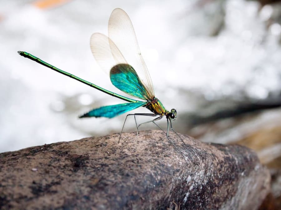 Gossamer Wings: Damselflies and Dragonflies of the Western Ghats I