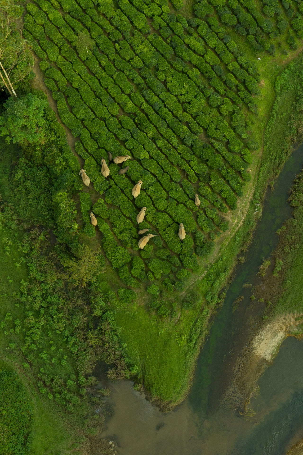 Valparai Elephants