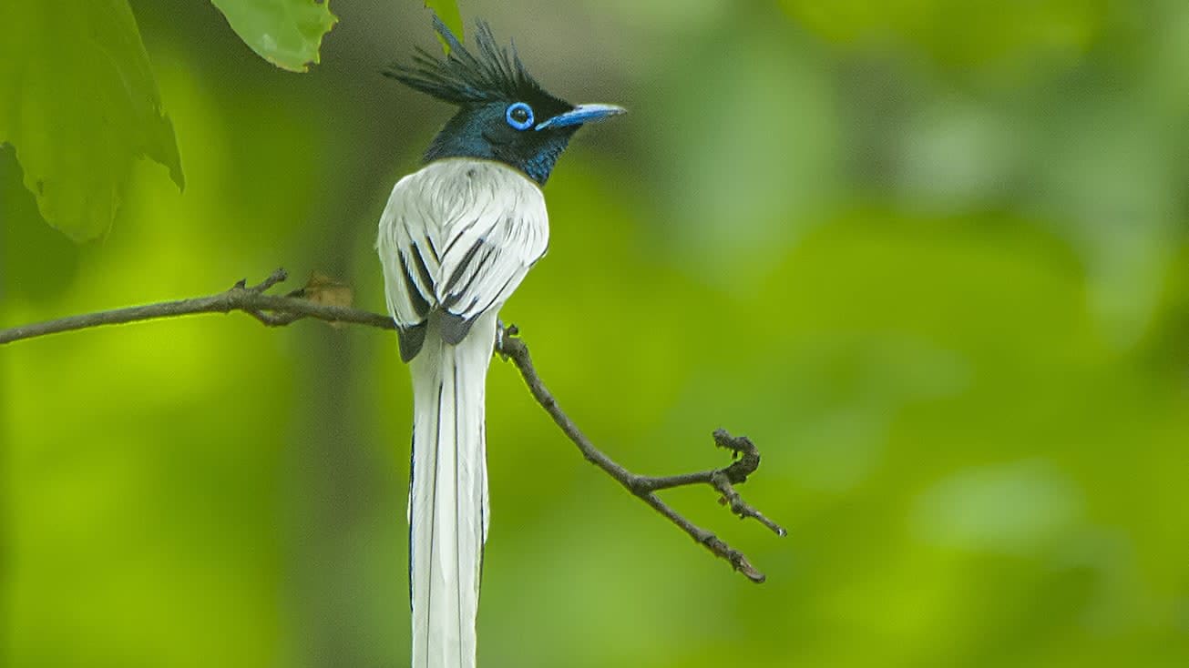 Indian Paradise Flycatcher: Flash Dance of the Glam King