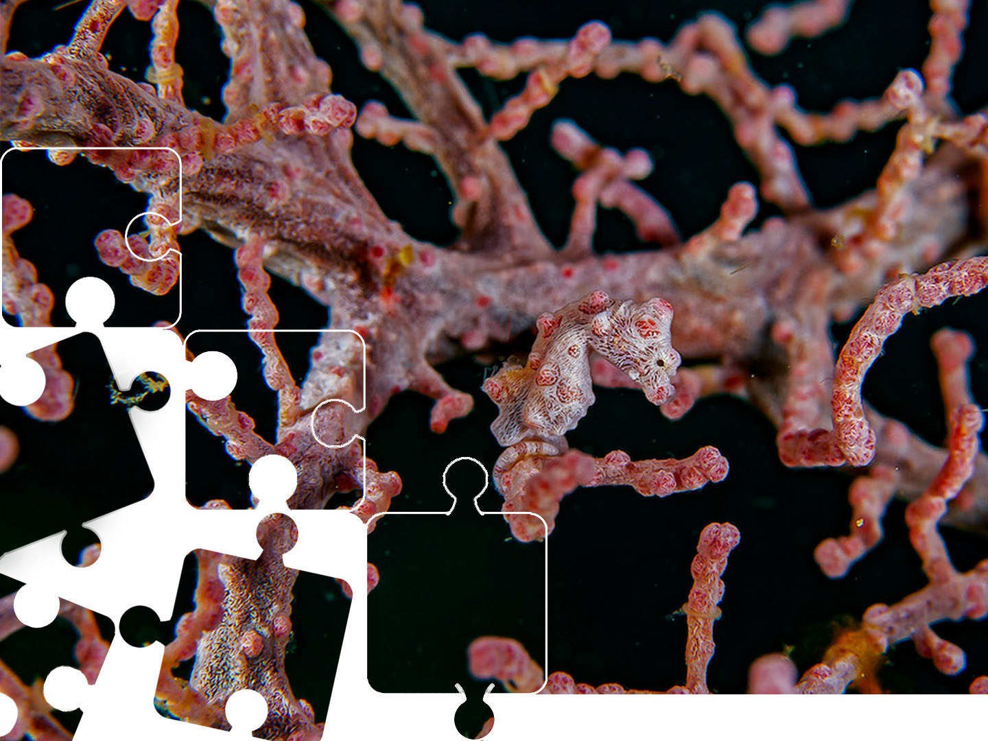 Pygmy seahorse