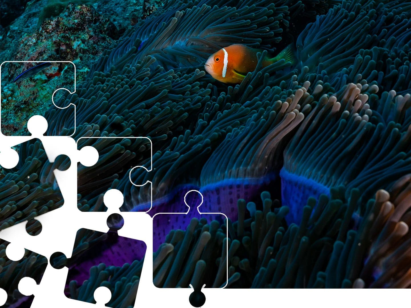 Anemonefish