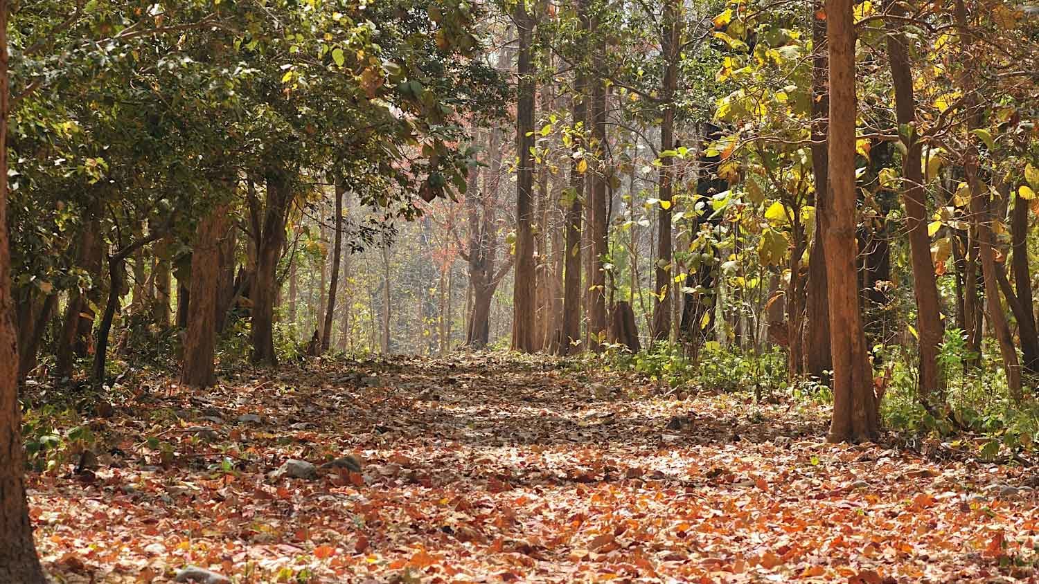The Guide: Walking Trails in Pawalgarh Conservation Reserve