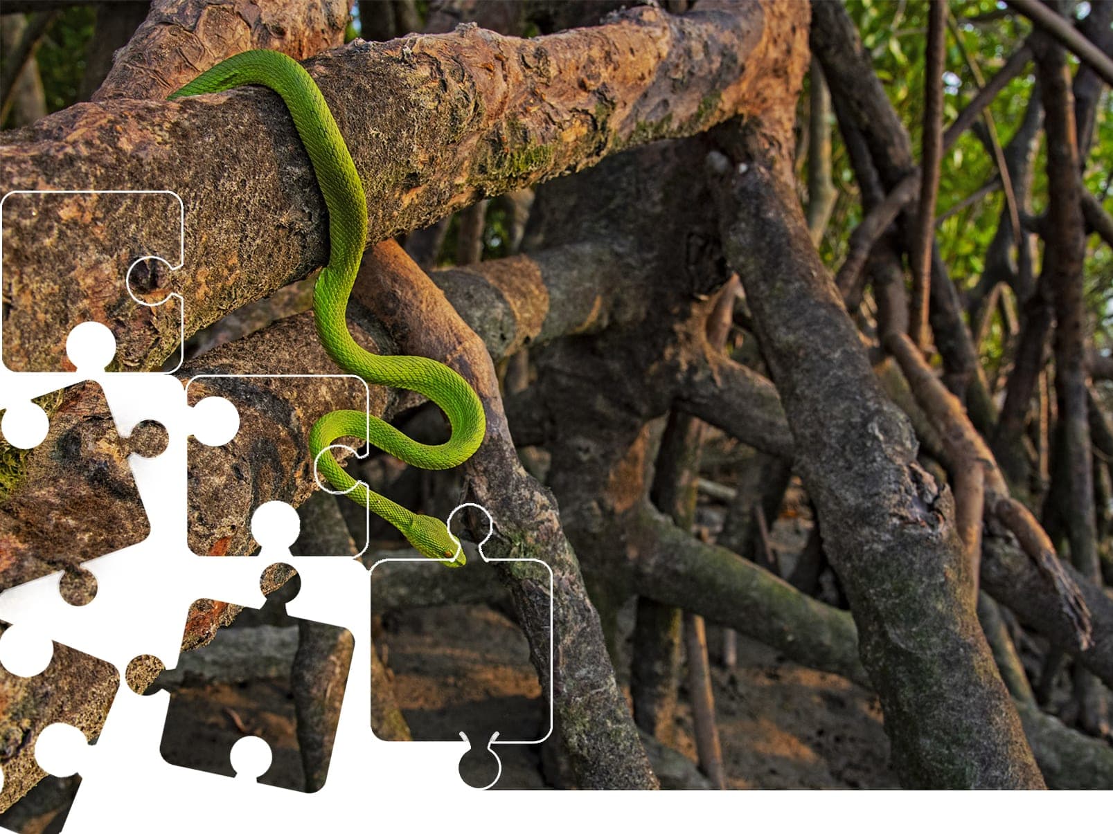 Wildlife Puzzle - Green Pit Viper