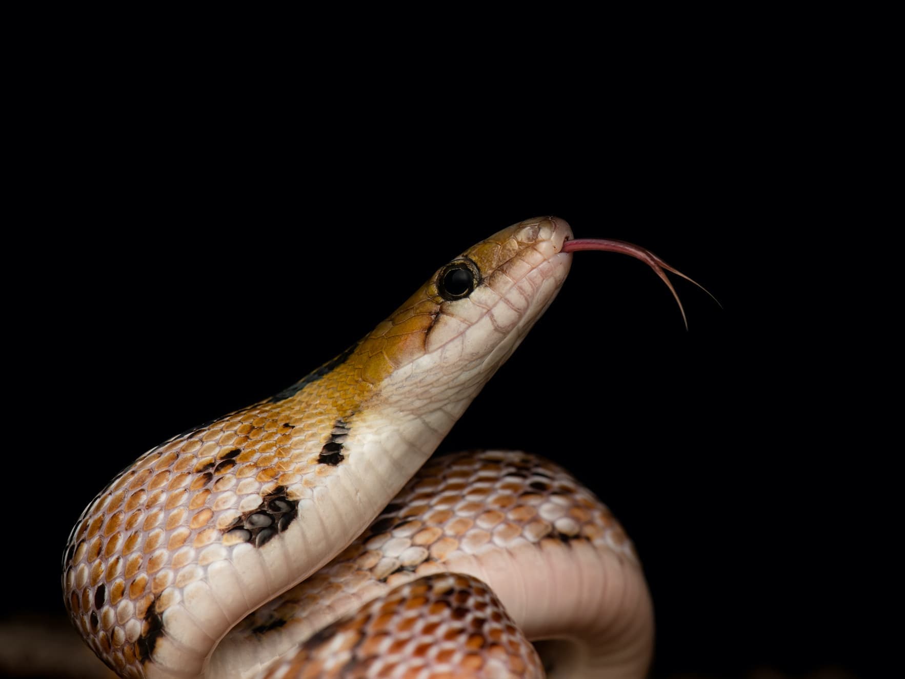 Trinket Snakes and Their Treasured Personal Space