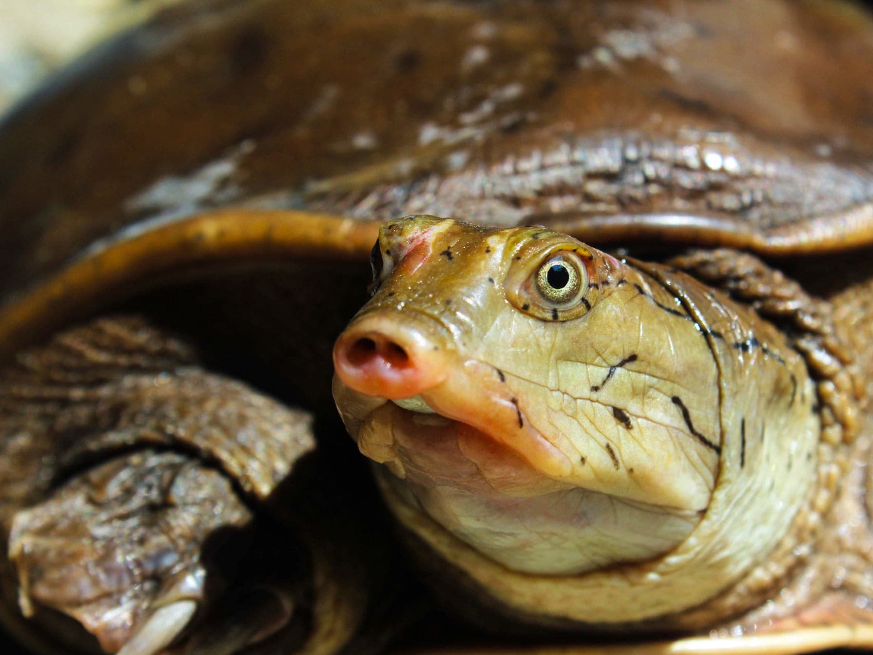 Predator in the Pond: Indian Flapshell Turtle