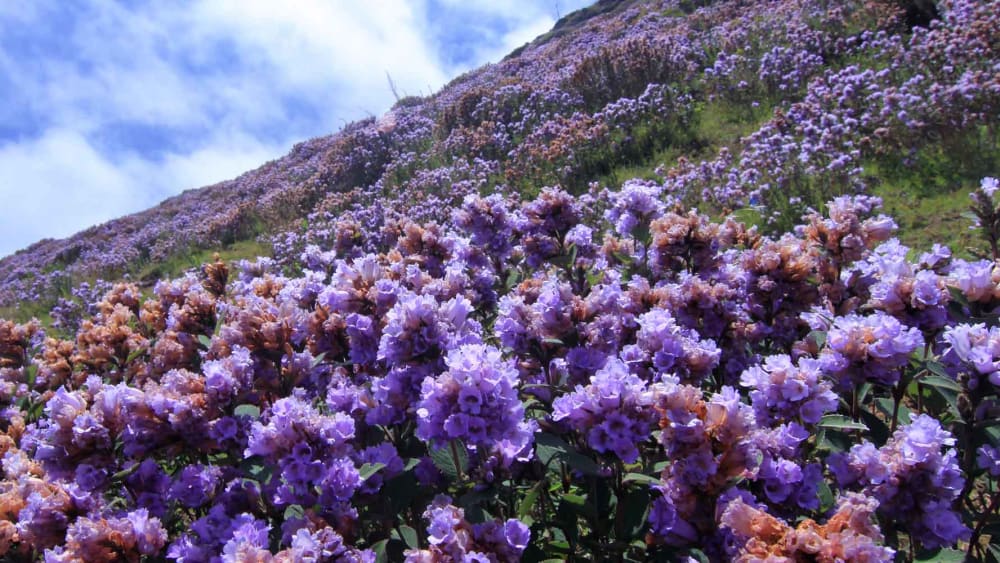 Why Do Some Plants Bloom and Die Together?