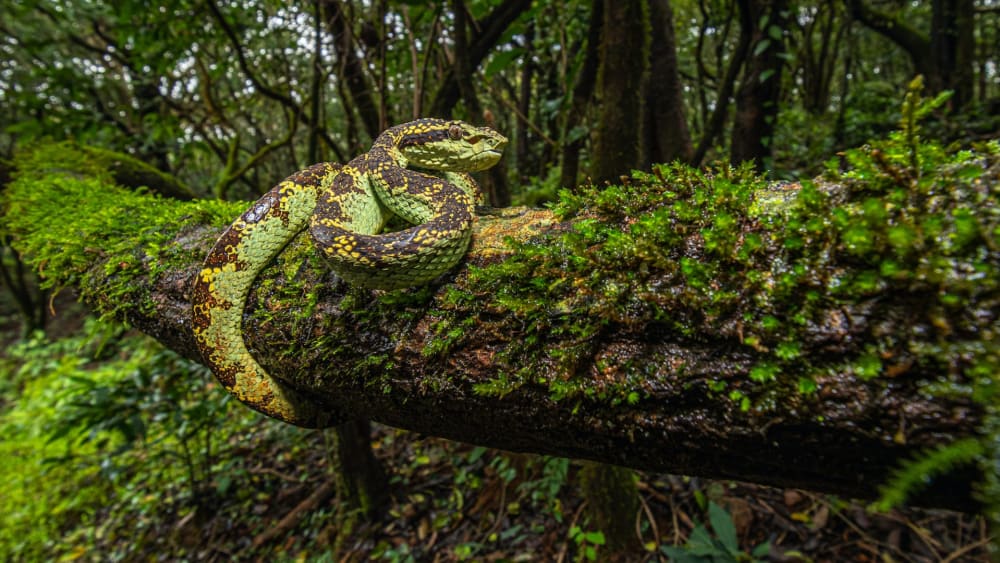 Silent Knight: How the Malabar Pit Viper Hunts in the Dark