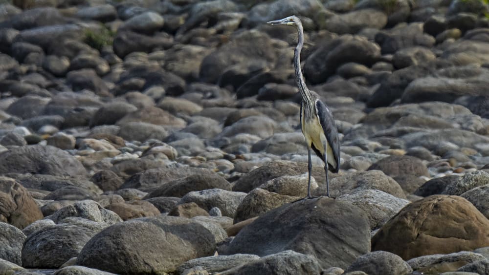 Elusive White-bellied Herons Make a Rare Appearance