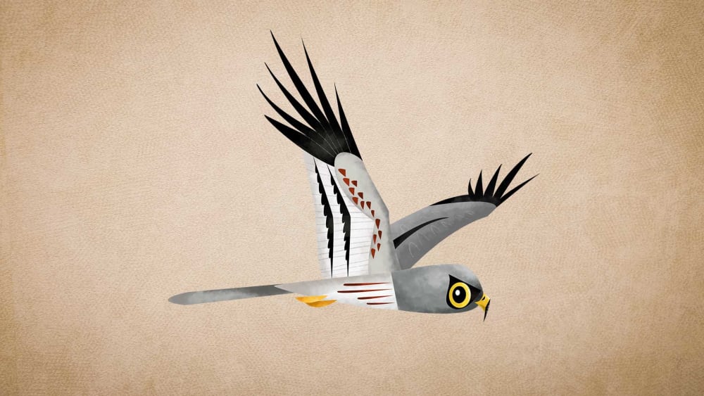 Montagu’s Harrier: Migration, Habitat, Bird of Prey
