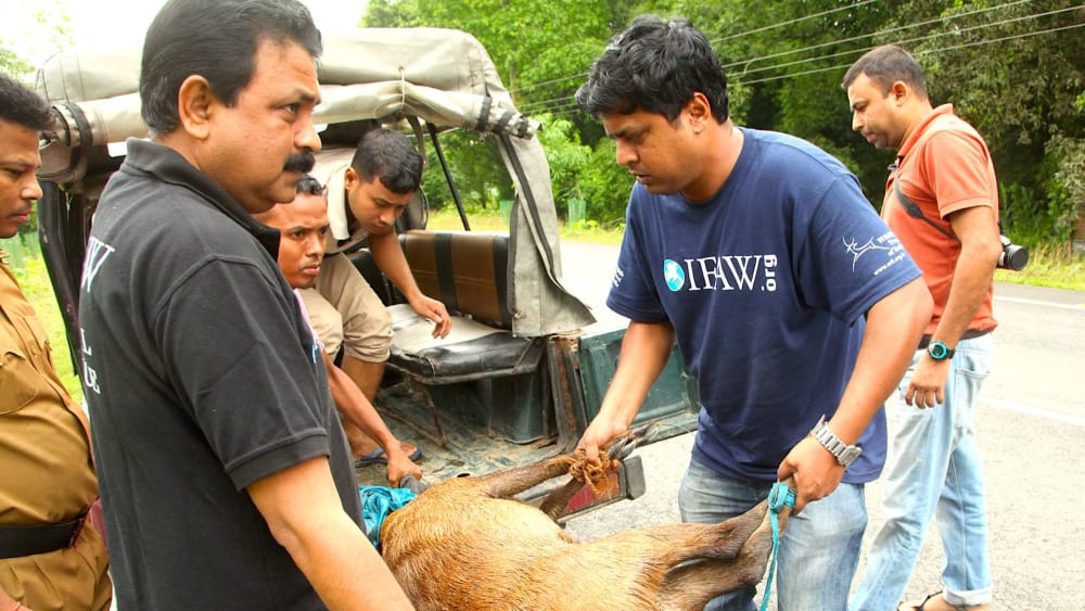 Where Wildlife gets a Second Chance