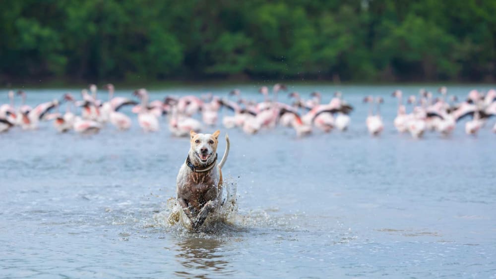 Clear and Present Danger: Managing Free-ranging Dogs