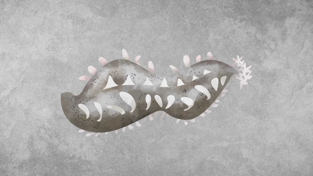 Sea Cucumbers: Facts, Diet, Threats