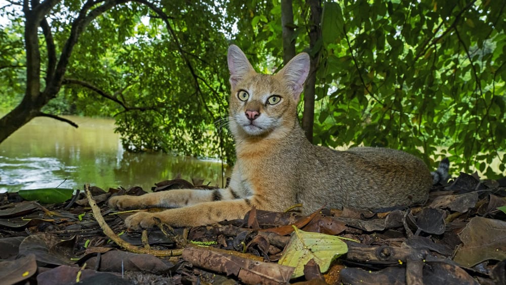 A Common Rarity: The Elusive Jungle Cat