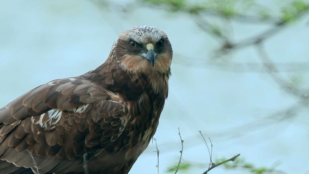 Western Marsh Harrier: King of the Marsh