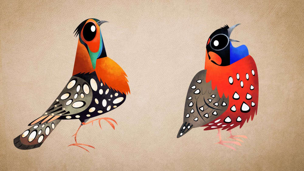 Tragopans of India: Facts, Habitat, Threats