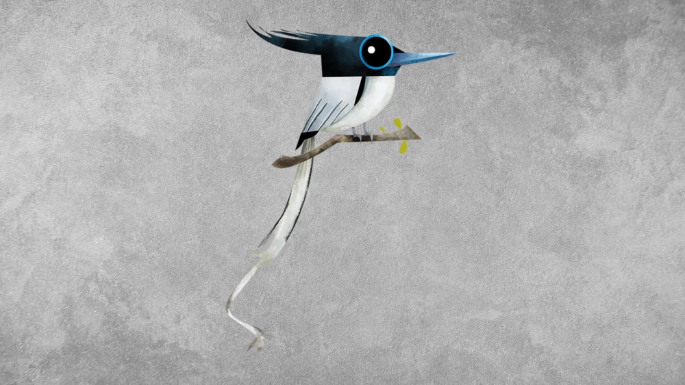 All about Indian paradise flycatcher