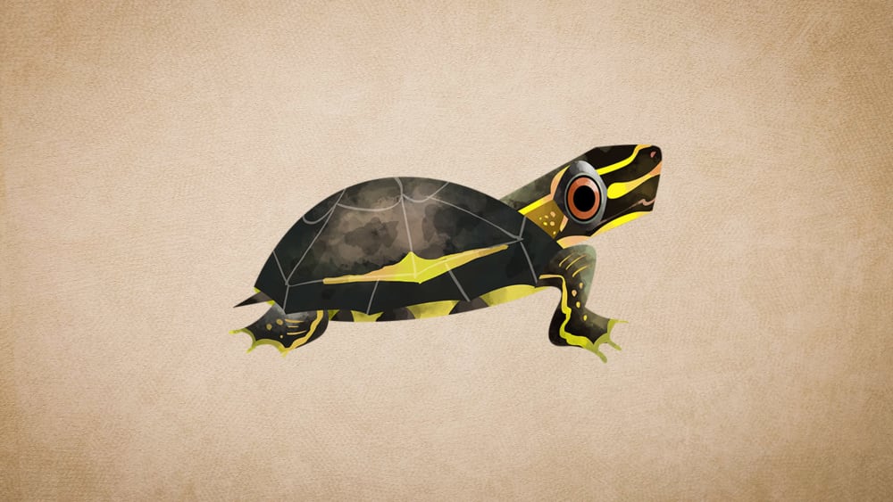 Crowned River Turtle: Facts, Sexual Dimorphism, Nesting