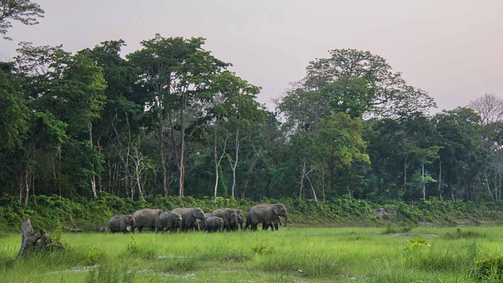 Elephants are Choosy When it Comes to Food
