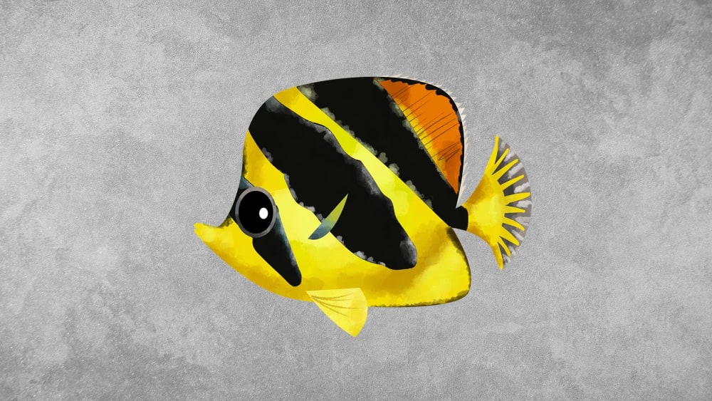 Butterflyfish: Facts, Habits, Jaw Morphologies